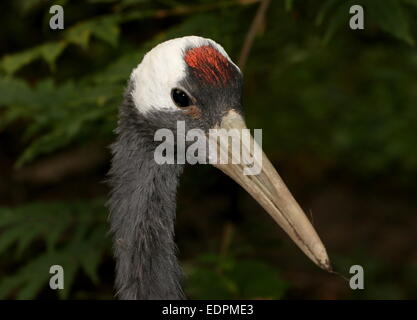Rot-gekrönter Kran oder japanische Kranich (Grus Japonensis), Nahaufnahme des Kopfes, gerichtete Kamera Stockfoto