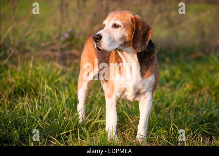 Stammbaum tüchtig Foxhound Beagle auf Wiese. Schöne reinrassige smart Beagle Jagdhund im Sommerweide Stockfoto