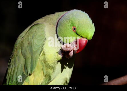 Männliche Rose beringt oder Ring-necked Parakeet (geflohen waren) Fütterung, Klaue zum Schnabel Stockfoto