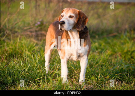 Stammbaum tüchtig Foxhound Beagle auf Wiese Stockfoto