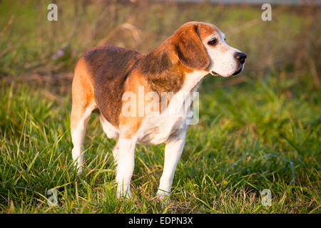 Schöne reinrassige smart Beagle Jagdhund im Sommerweide Stockfoto