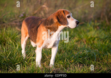 Schöne reinrassige smart Beagle Jagdhund im Sommerweide Stockfoto