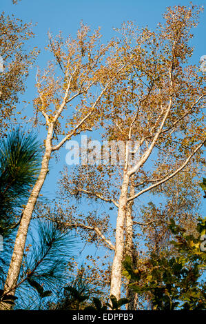 Sweetgum Baum mit Kiefer auf einem sonnigen Herbstnachmittag in Ruffner Mountain Nature Preserve in Birmingham, Alabama, USA. Stockfoto