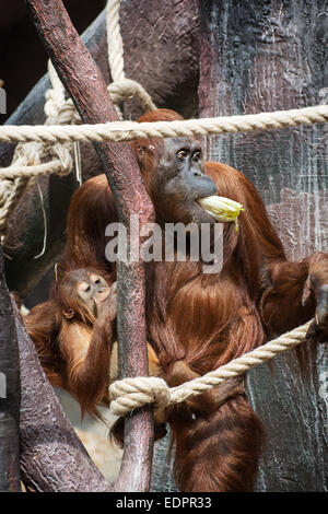 Weiblicher Orang-Utan mit einem Baby Gemüse essen. Stockfoto