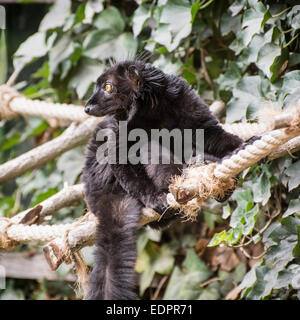 Wachsame schwarze Lemur (Eulemur Macaco) am Seil. Tierthema. Stockfoto