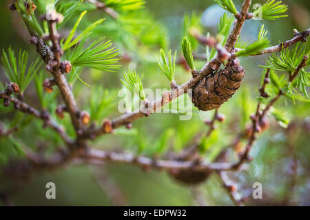Europäische Lärche hautnah mit Tiefenschärfe, im Frühling Stockfoto