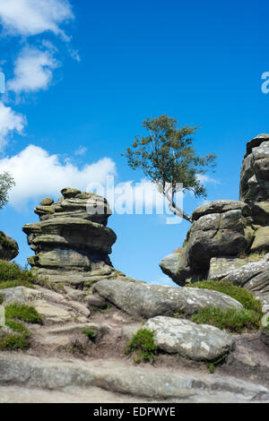 Brimham Rocks in der Nähe von Ripon, North Yorkshire, ist Teil des Bereichs Nidderdale von außergewöhnlicher natürlicher Schönheit Stockfoto