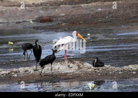 Gelb-billed Storch und Abdims Störche auf Felsen im Fluss in Südafrika Stockfoto