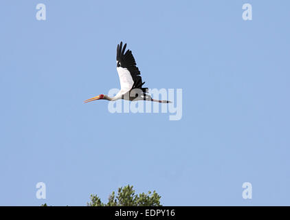 Gelb-billed Storch im Flug in Südafrika Stockfoto