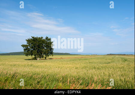 Einsame Birke in einem Weizenfeld in der Nähe von St. Lawrence River, Kamouraska Region, Provinz Quebec, Kanada. Stockfoto