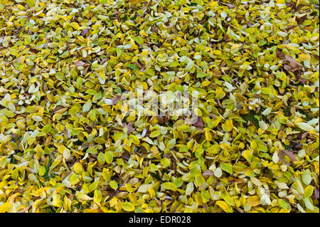 Herbstlaub auf Waldboden in The Fall einschließlich Buche Blatt im Vereinigten Königreich Stockfoto