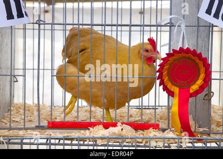 Zeigen Sie Huhn in Käfig auf Skelton Show. Cumbria, England UK Stockfoto