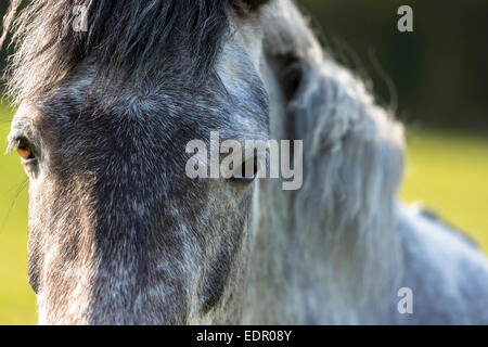 Nahaufnahme von einem Roan (Strawberry Roan) Farbe Pferd in England Stockfoto