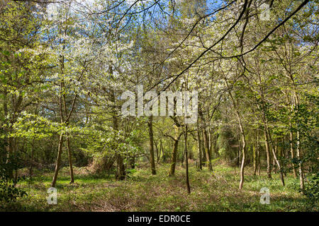 Woodland-Szene und das Land Fuß innerhalb von Bruern Wood in Cotswolds, Oxfordshire, Vereinigtes Königreich Stockfoto