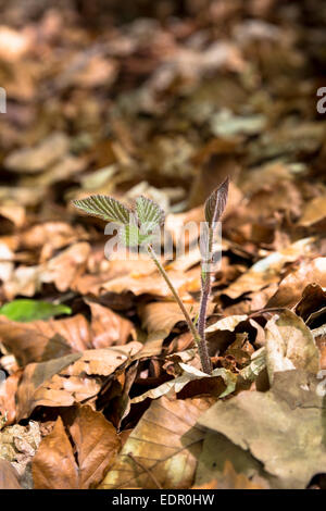 Bäumchen von Blackberry Brombeere, Rubus Fruticosus im Wald Stockfoto