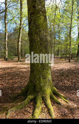 Stamm der Buche Baum Fagus Sylvatica, in Wald Szene im Bruern Wood in Cotswolds, Oxfordshire, Vereinigtes Königreich Stockfoto