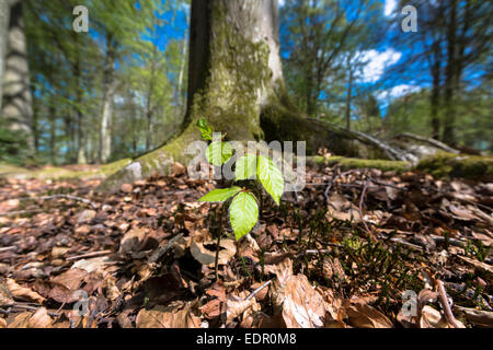 Buche Baum Bäumchen, Fagus Sylvatica, auf Basis des ausgereiften Buche im Bruern Wood in Cotswolds, Oxfordshire, Vereinigtes Königreich Stockfoto