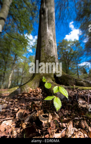 Buche Baum Bäumchen, Fagus Sylvatica, auf Basis des ausgereiften Buche im Bruern Wood in Cotswolds, Oxfordshire, Vereinigtes Königreich Stockfoto