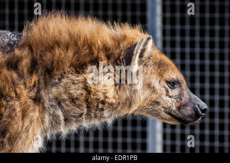 Gefleckte Hyänen (Crocuta Crocuta) männlich in einem zoo Stockfoto