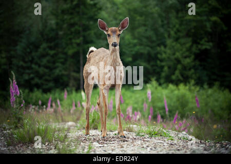 Baby schwarz - angebundene Rotwild steht auf einer Lichtung. Stockfoto