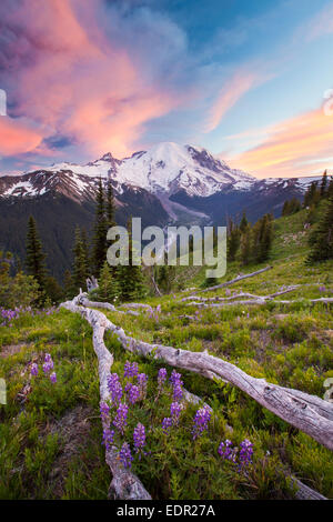 Lila Lupin wächst in einer Almwiese gegenüber Mount Ranier. Stockfoto