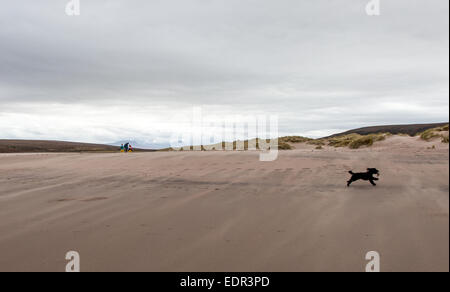 Hund läuft On The Beach Achnahaird Bay in der Nähe von Achiltibuie Ross und Cromarty Scotland UK Stockfoto