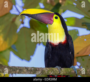 Yellow-throated Toucan (Ramphastos ambiguus) Porträt, Tortuguero in Costa Rica. Stockfoto