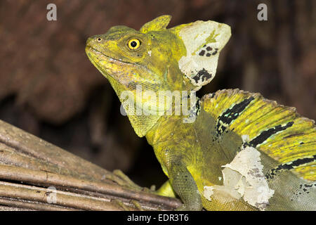 Gefiederte oder grüne Basilisken (Basiliscus plumifrons), Abwurf, Nationalpark Cahuita, Provinz Limon, Costa Rica. Stockfoto