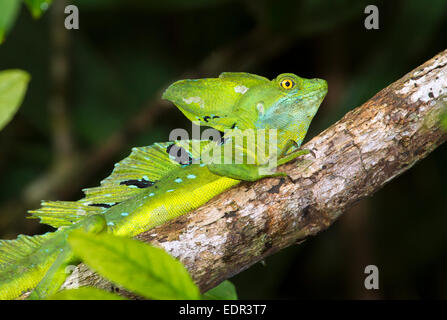 Gefiederte oder grüne Basilisken (Plumifrons Basiliskos) in einem Baum, Tortuguero, Costa Rica. Stockfoto