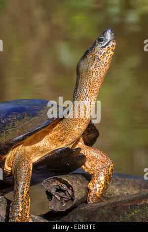 Black River Schildkröte (Rhinoclemmys Funerea) nehmen Sonnenbad, Tortuguero, Costa Rica. Stockfoto