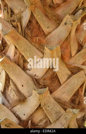 Detail der Textur der Stamm einer Palme in Floridas Crystal River archäologische State Park. Stockfoto