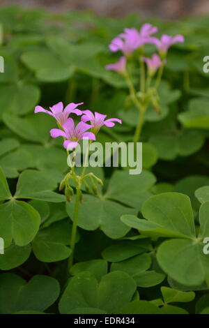 Wilder Klee blüht in den fruchtbaren Boden des Floridas Crystal River archäologische State Park. Stockfoto