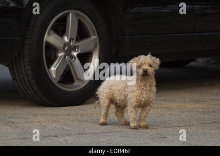 Mischen Sie Rasse Hund draußen auf eine Winter - Tag einen Bichon-Pudel, glaube ich. Stockfoto