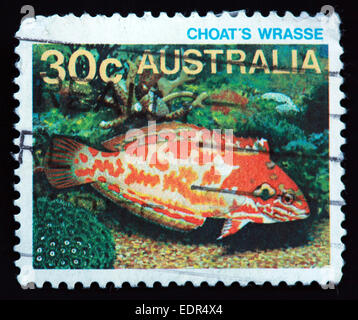 Verwendet und Poststempel Australien / Austrailian Stempel Choat Wrasse Stockfoto