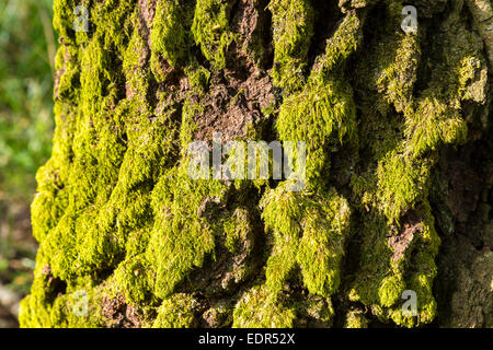 Baum-Moos Brachythecium Rutabulum des Arbeitskreises Bryophyta auf alten Baum im Frühjahr / Sommer im Bruern Wood in UK Stockfoto