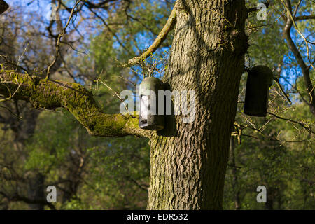 Fledermauskästen auf Baum Weg Naturlehrpfad im Bruern Wood in Cotswolds, Oxfordshire, Vereinigtes Königreich Stockfoto