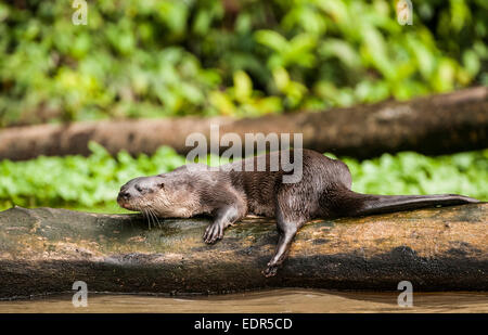 Neotropische Fischotter (Lontra Longicaudis) Stockfoto