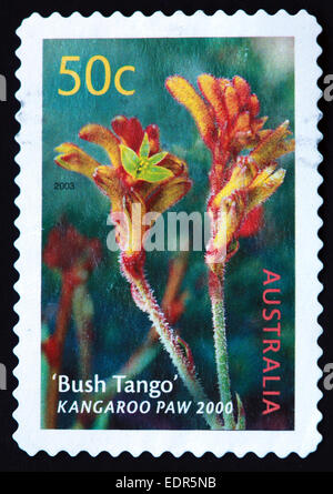 Verwendet und Poststempel Australien / Austrailian Stempel 2003 50c Bush Tango Kangaroo Paw 2000 Stockfoto