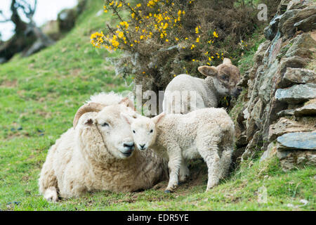 Schaf Ewe und Lämmer Schutz von Trockenmauern Wand und Ginster Bush im Exmoor National Park, Somerset, Vereinigtes Königreich Stockfoto