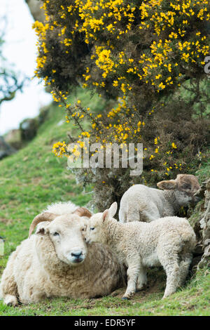 Schaf Schafe und Lämmer, einer kuschelte, Schutz von Trockenmauern Wand und Ginster Bush im Exmoor National Park, Somerset, Vereinigtes Königreich Stockfoto