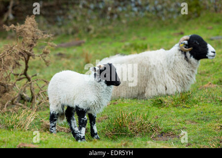 Schwarz konfrontiert Schafe Schaf und Lamm - Blackface Ovis Aries - im Exmoor National Park, Somerset, Vereinigtes Königreich Stockfoto