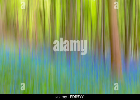 Bluebell Holz in Cotswolds, UK Stockfoto