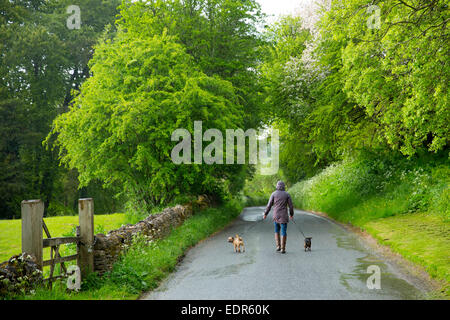 Frau mit paar Terrier Hunde entlang einer Landstraße ein Spaziergang an einem regnerischen Tag im Swinbrook in Cotswolds, UK Stockfoto