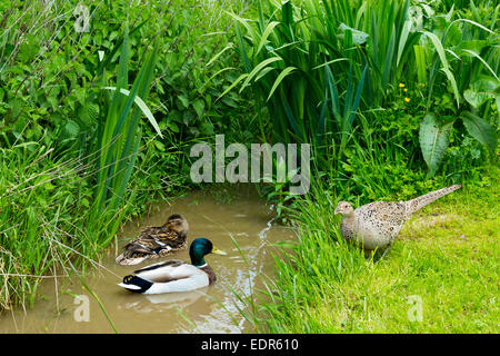 Weibliche Stockente und männliche Drake auf Stream beobachtet von weiblichen Henne Fasan in Cotswolds, UK Stockfoto