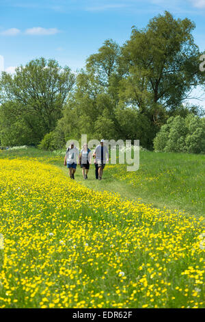 Wanderer auf Naturspaziergang Bummel durch eine Wiese von Butterblumen in Cotswolds, UK Stockfoto