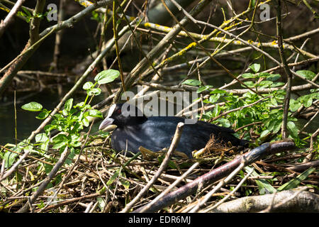 Erwachsene weibliche Blässhuhn, Fulica Atra, in den Schienen Rallidae Vogel Familie sitzt auf ihrem Nest im Sommer, UK Stockfoto