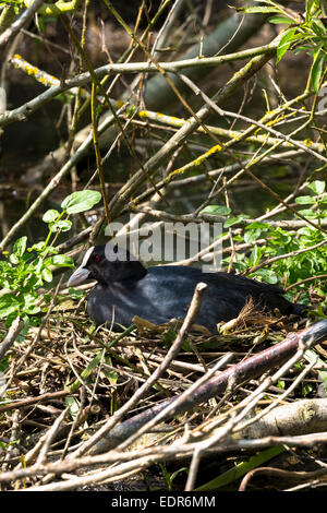 Erwachsene weibliche Blässhuhn, Fulica Atra, in den Schienen Rallidae Vogel Familie sitzt auf ihrem Nest im Sommer, UK Stockfoto