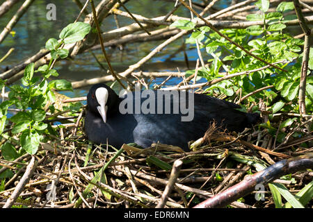 Erwachsene weibliche Blässhuhn, Fulica Atra, in den Schienen Rallidae Vogel Familie sitzt auf ihrem Nest im Sommer, UK Stockfoto