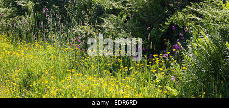 Traditionelle blühende Hecke Lebensraum für Wildtiere im Sommer in Cornwall, Südengland, Großbritannien Stockfoto