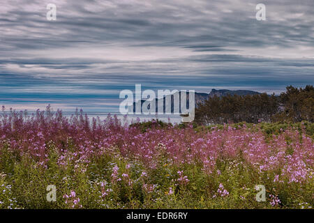 Bunte rosa Epilobium Angeberei im nördlichen Bereich Des Rosiers im Forillon Nationalpark Stockfoto